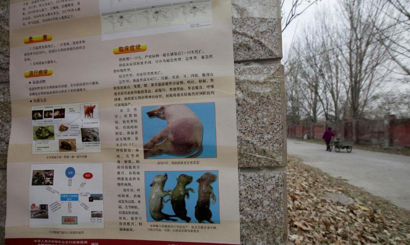 Swine fever toll in China may be twice as high as reported, industry insiders say