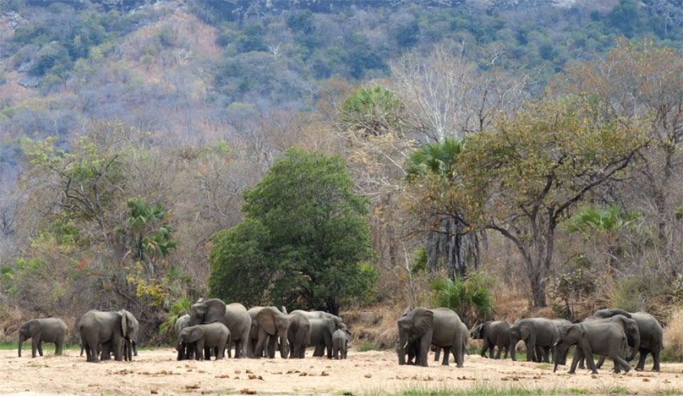 Zero elephants poached in a year in top Africa wildlife park