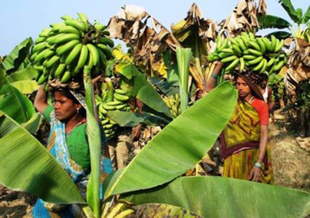 Banana farming catching on in Sunsari