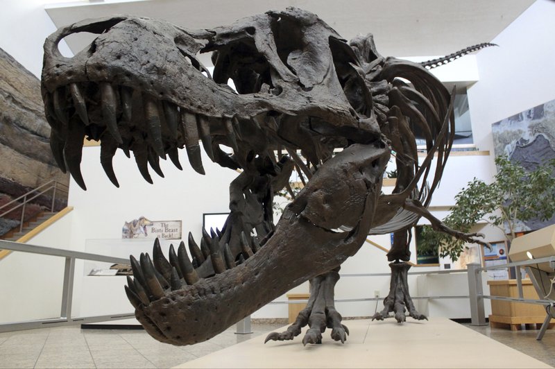 Snapshot of extinction: Fossils show day of killer asteroid