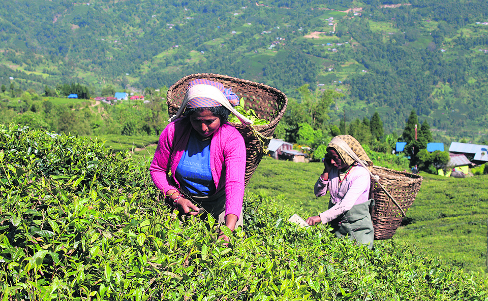 Tea workers announce protests ahead of plucking season