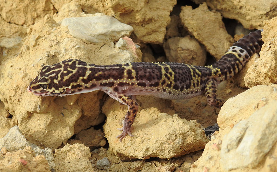 New species of reptile found in Nepal