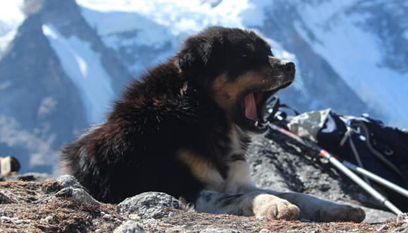 Mera, the first canine to ascent a 7,000-meter Baruntse  peak