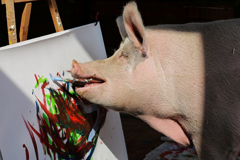 Painting sow Pigcasso hogs the limelight at South Africa farm