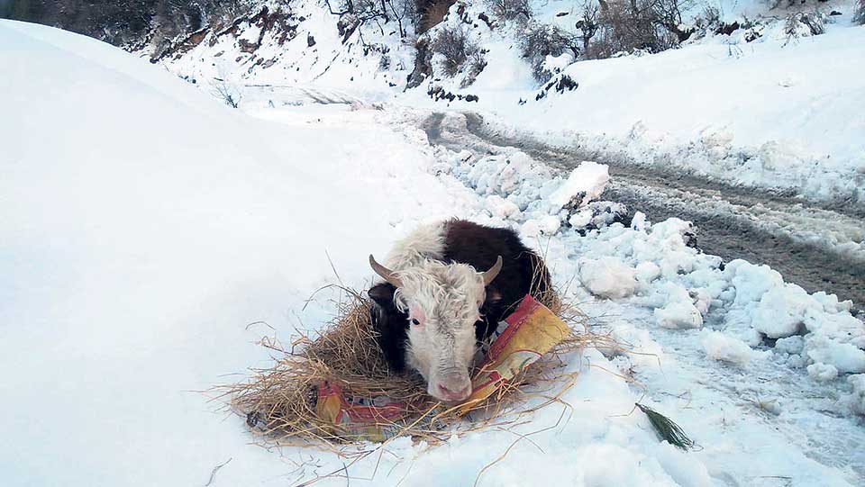 Fifteen yaks killed in avalanche