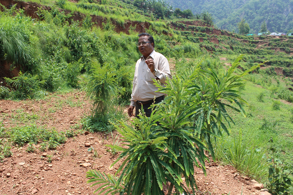 Nepal missing opportunity to earn from local herbs