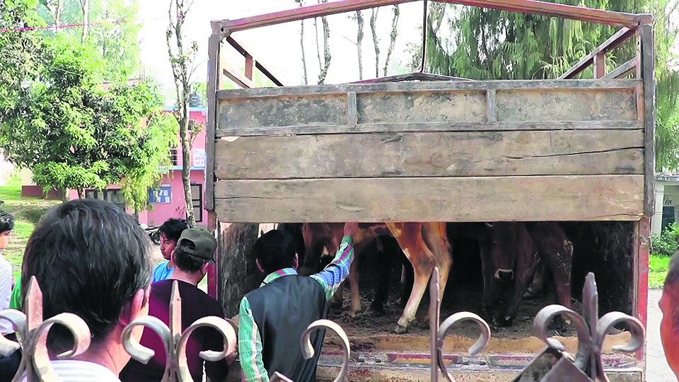 India-bound truck carrying old cattle seized
