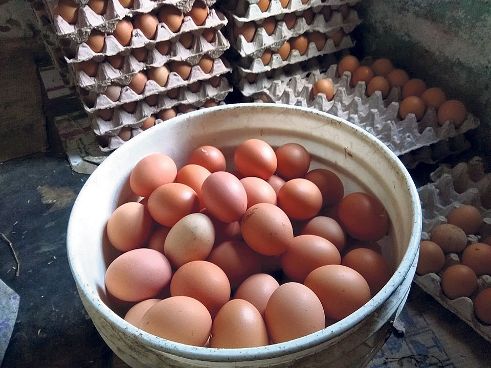 Eggs selling below cost of production, farmers say