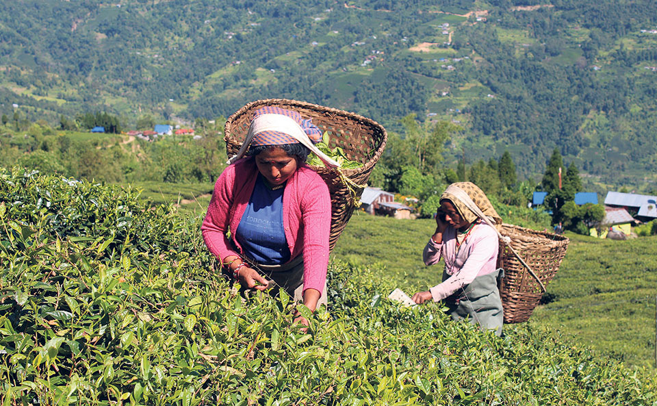 China hints at buying Nepali tea as India prepares to ban its import