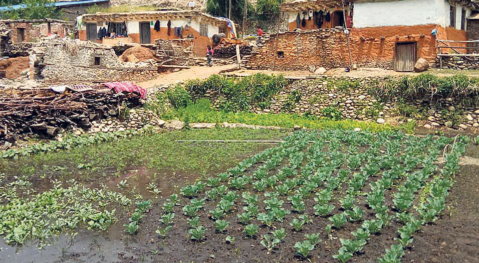 Vegetable farming getting popular in Jumla