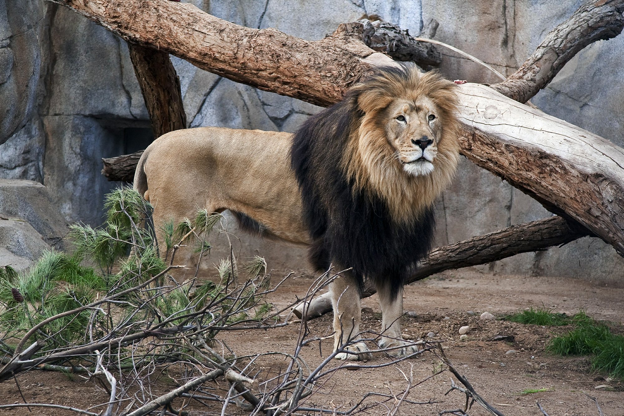 2 elderly African lions die at San Francisco, San Diego zoos