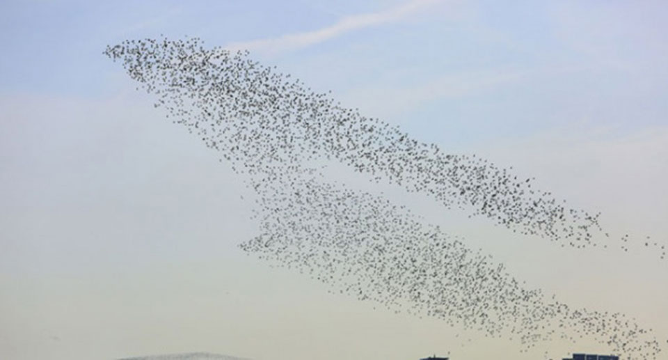Kanchanpur sees increasing inflow of migratory birds