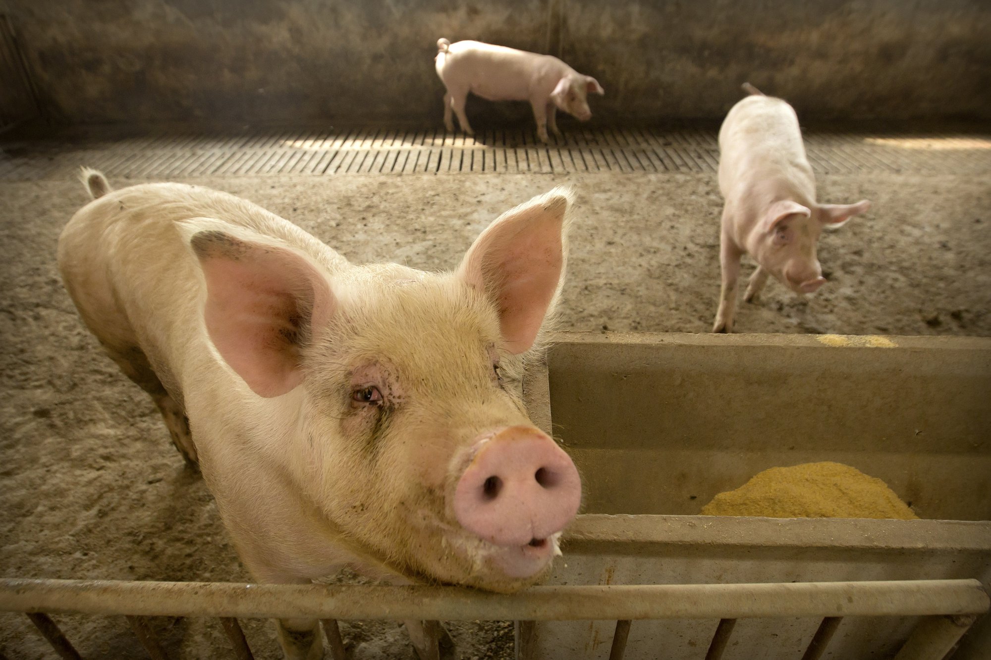 China’s pig disease outbreak pushes up global pork prices