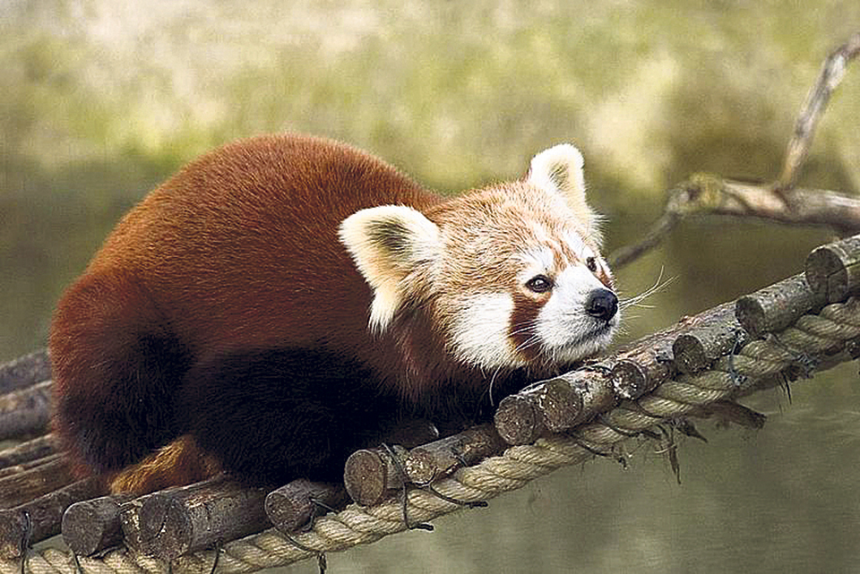 Forest fire in Pathivara threatens life of red pandas