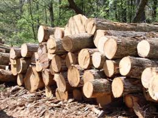 Lockdown a boon for timber smugglers