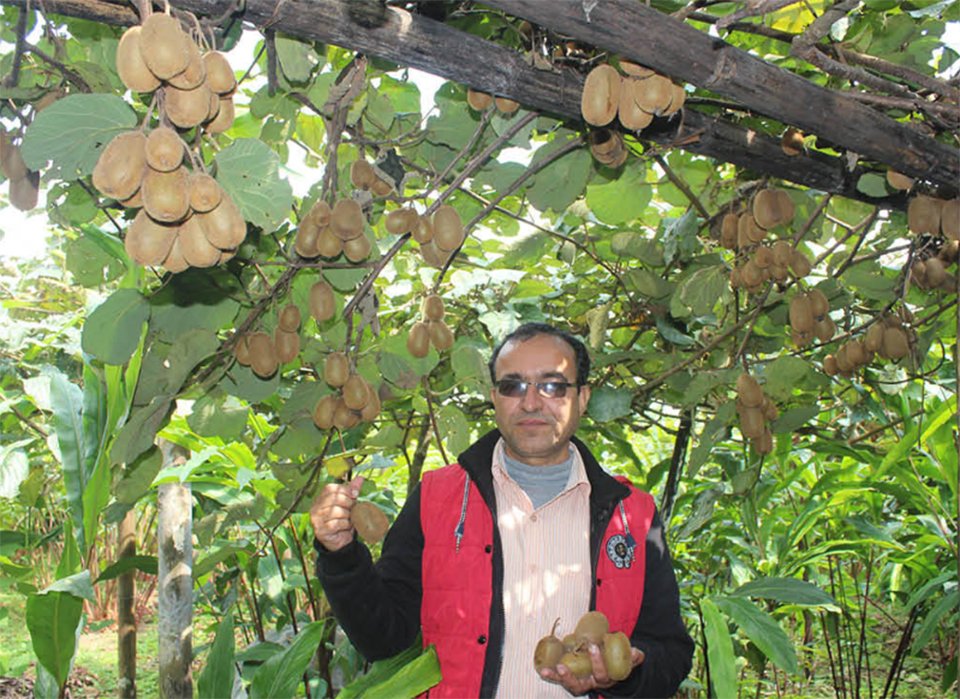 Ilam farmers hopeful of better kiwi fruit harvest