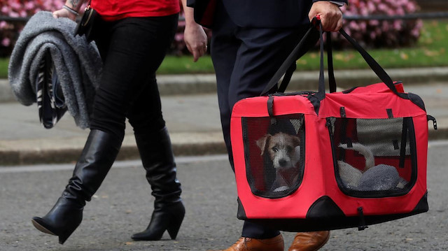 UK PM Johnson to the rescue: girlfriend adopts a rescue puppy