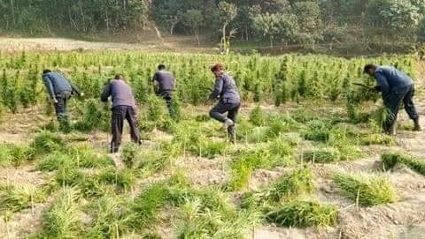 Illegal cultivation of marijuana on the rise in Sindhuli