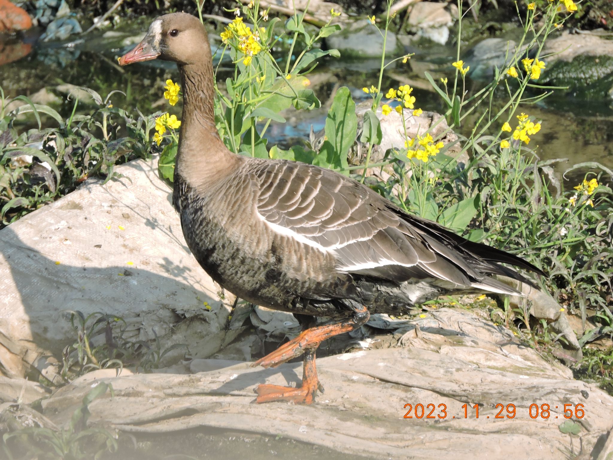 Unprecedented sighting of Greater White-fronted goose marks historic record in Kathmandu Valley