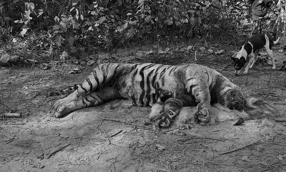 Tiger found dead in Nawalpur