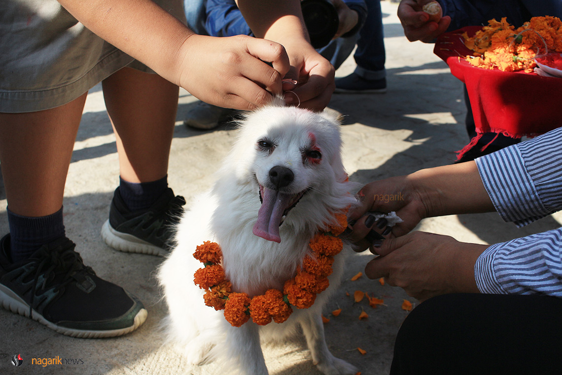 Kukur Tihar being observed (Photo Feature)