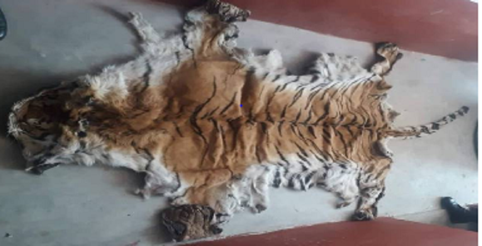 Three held with tiger skin from Tulsipur