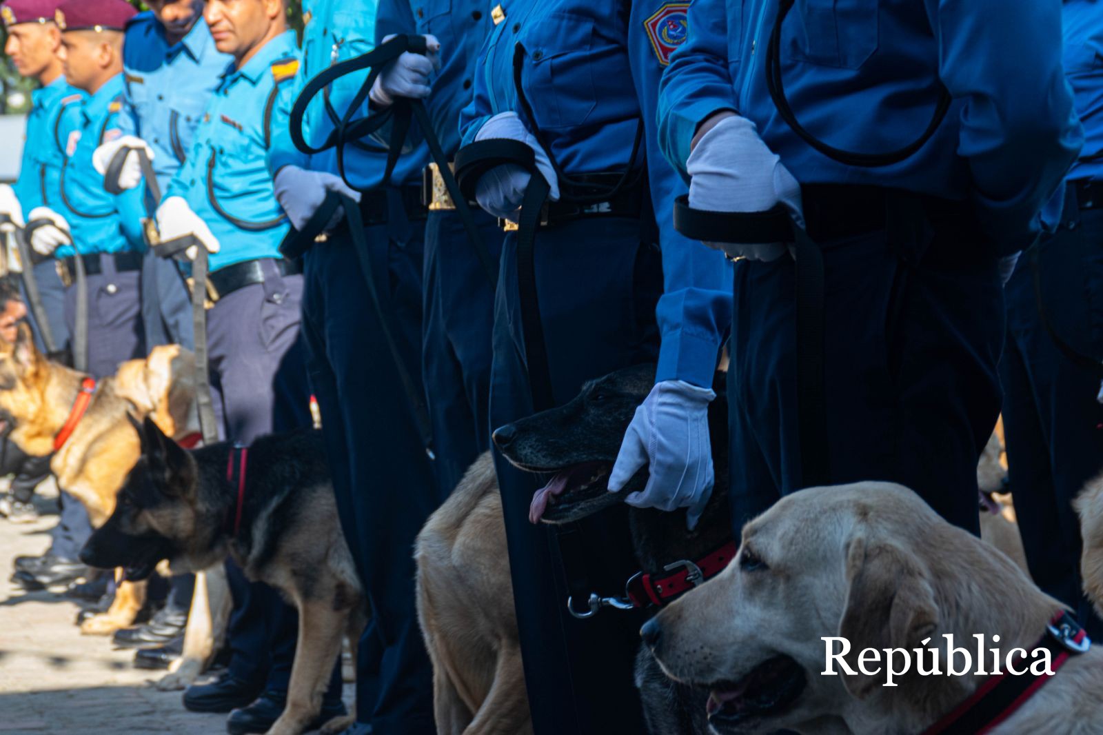 Nepal Police procuring 12 canines for Rs 2.9 million for investigative purposes