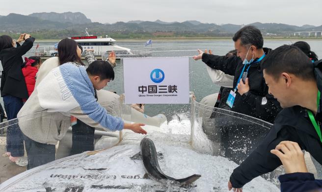China to release 200,000 rare fish into Yangtze River
