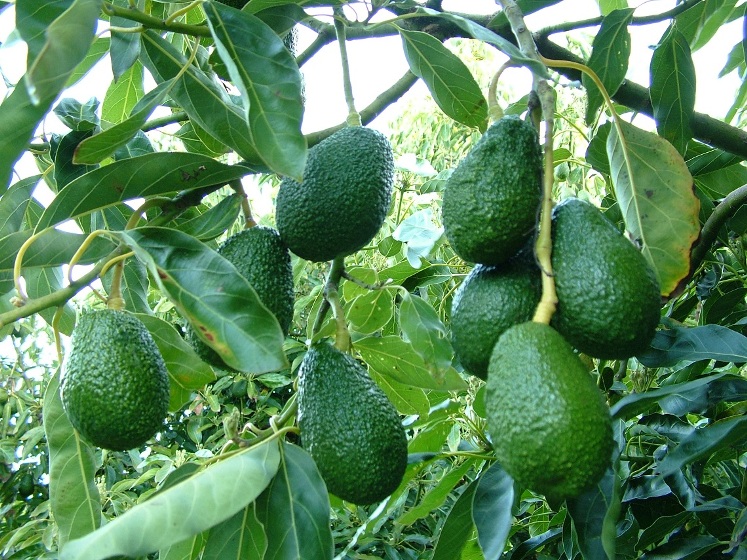 Anbukhaireni rural municipality opts for avocado farming