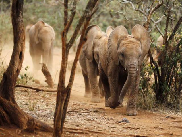 Wild elephants destroy sugarcane worth 800,000