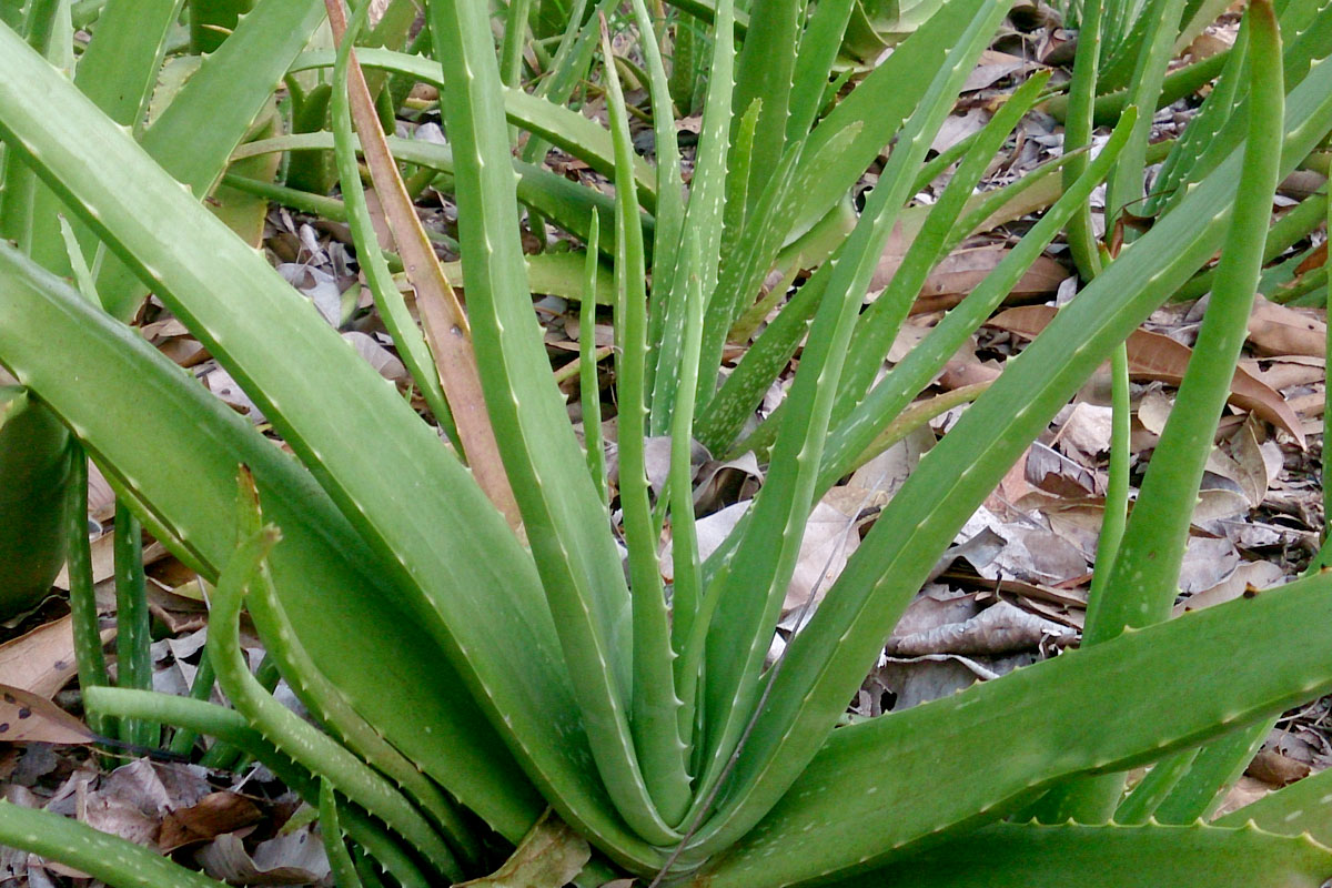 My City Benefits Of Applying Aloevera In Your Skin