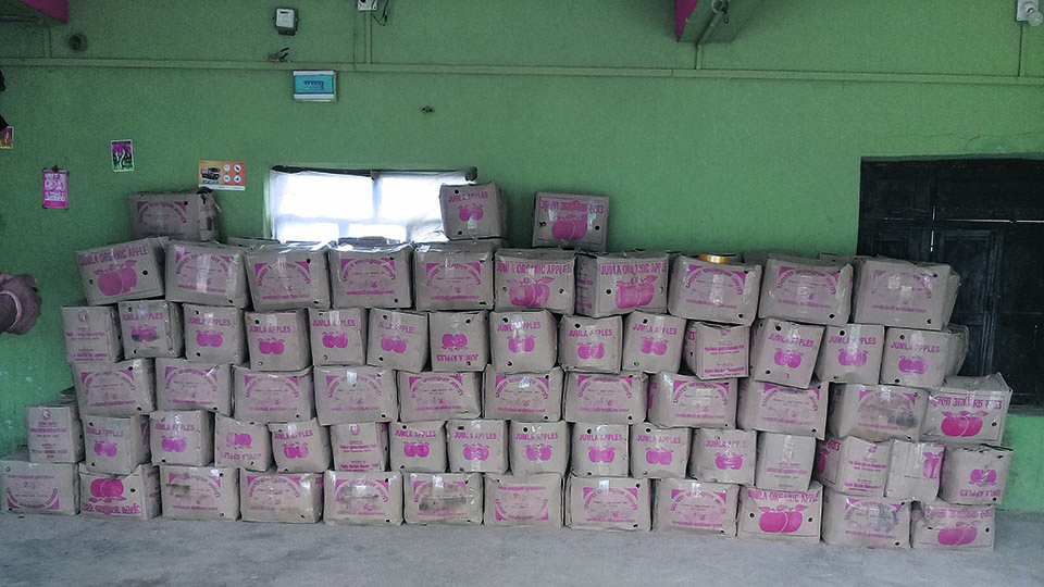 300 tons of Chinese apples entering Nepal every day for Tihar