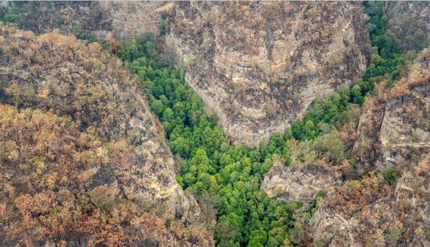 Australia's dinosaur-era pines live on after bushfire rescue