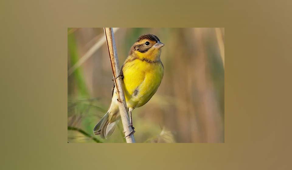 Conservationists express concern over threat to yellow-breasted bunting