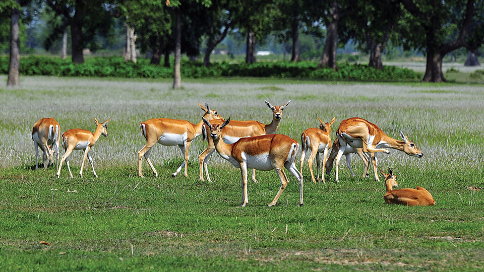 Time card system introduced at Banke National Park to protect animals