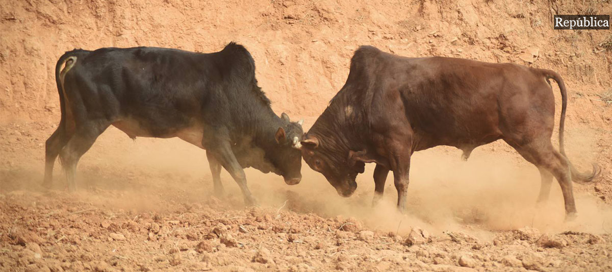 IN PICS: Bull-fighting Festival in Nuwakot’s Taruka on occasion of Maghe Sankranti