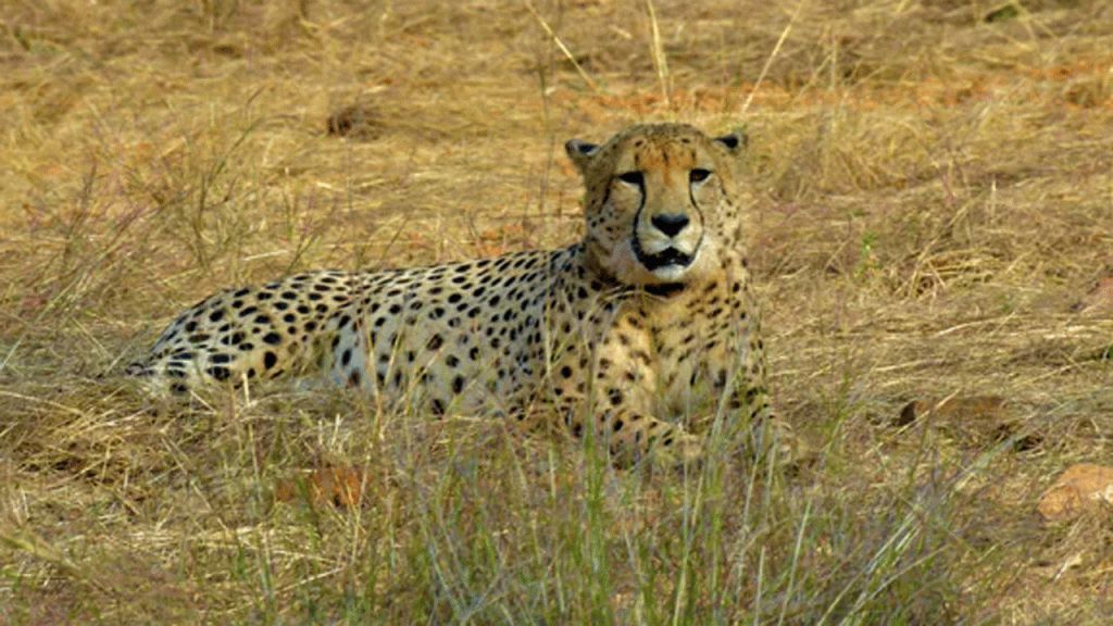 Top Indian wildlife official removed after 8 cheetahs die