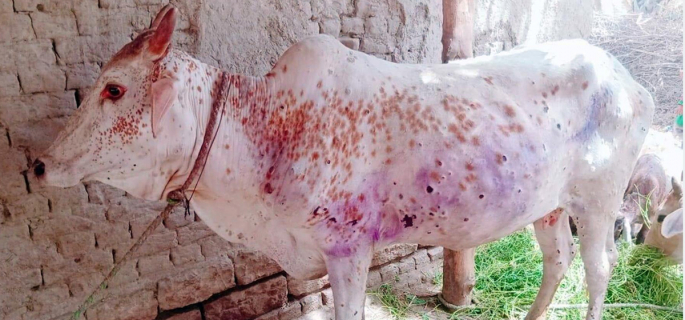 Lumpy skin disease spreads in 12 districts of Koshi Province killing over 1,100 cattle
