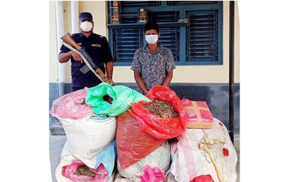 Man held with 131 kg cannabis in Parsa