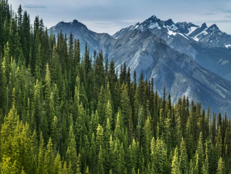 Mountain forests disappearing at alarming rate: study