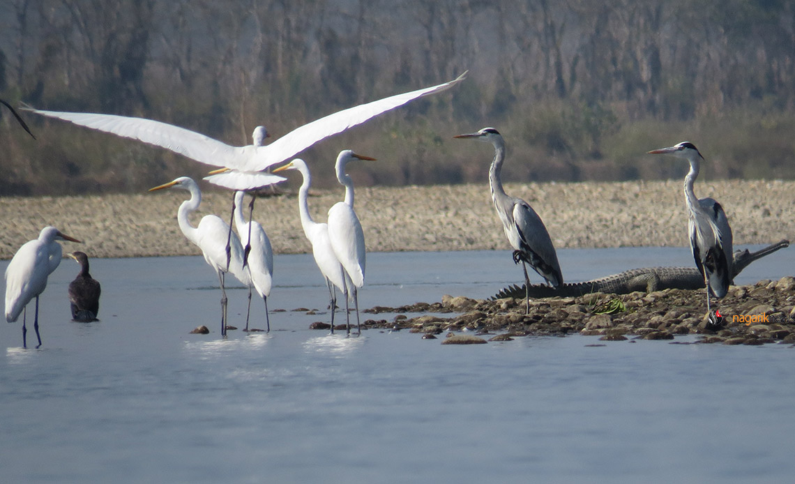 Migratory birds on shores of Rapti River (Photo feature)