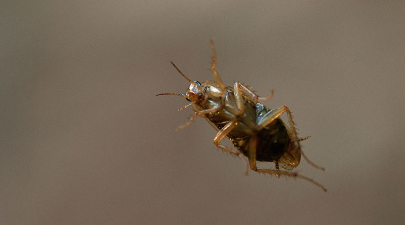 Live cockroach pulled from Indian woman’s head after 12 hours (video)