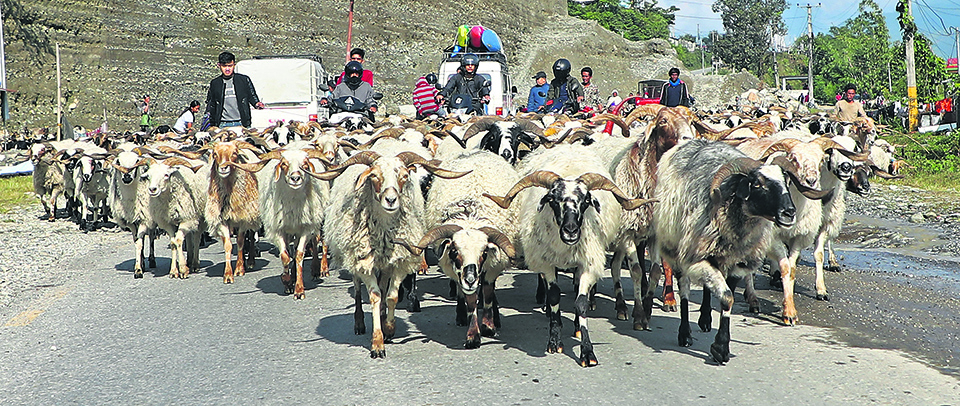 Mountain goats: Meat lovers’ choice for Dashain