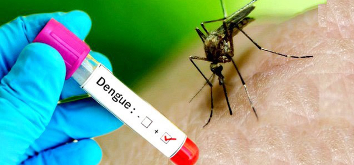 Dengue cases cross 2,000 in Chitwan