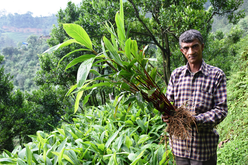 Cardamom farming: A success story from Kavre