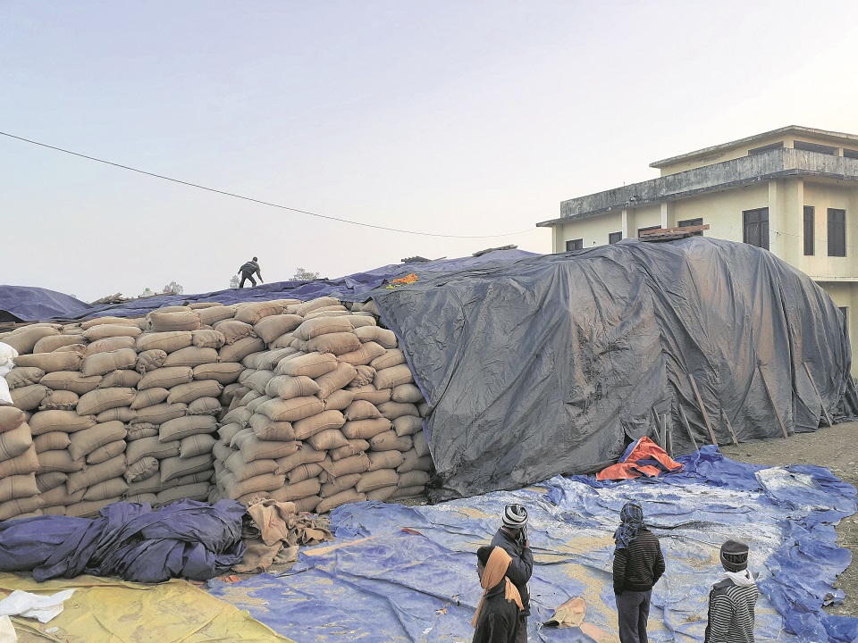 Government to buy 5,000 quintals more paddy in Nepalgunj