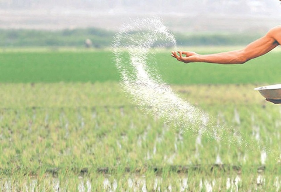Farmers to finally receive chemical fertilizers, weeks after rice plantation is over