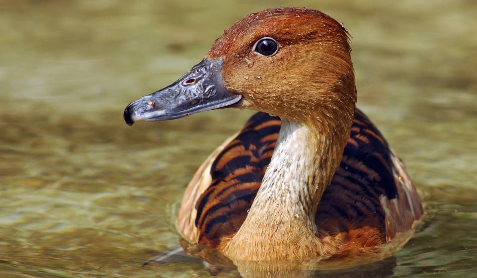 Fulvous whistling duck detected in Koshi Tappu after two decades