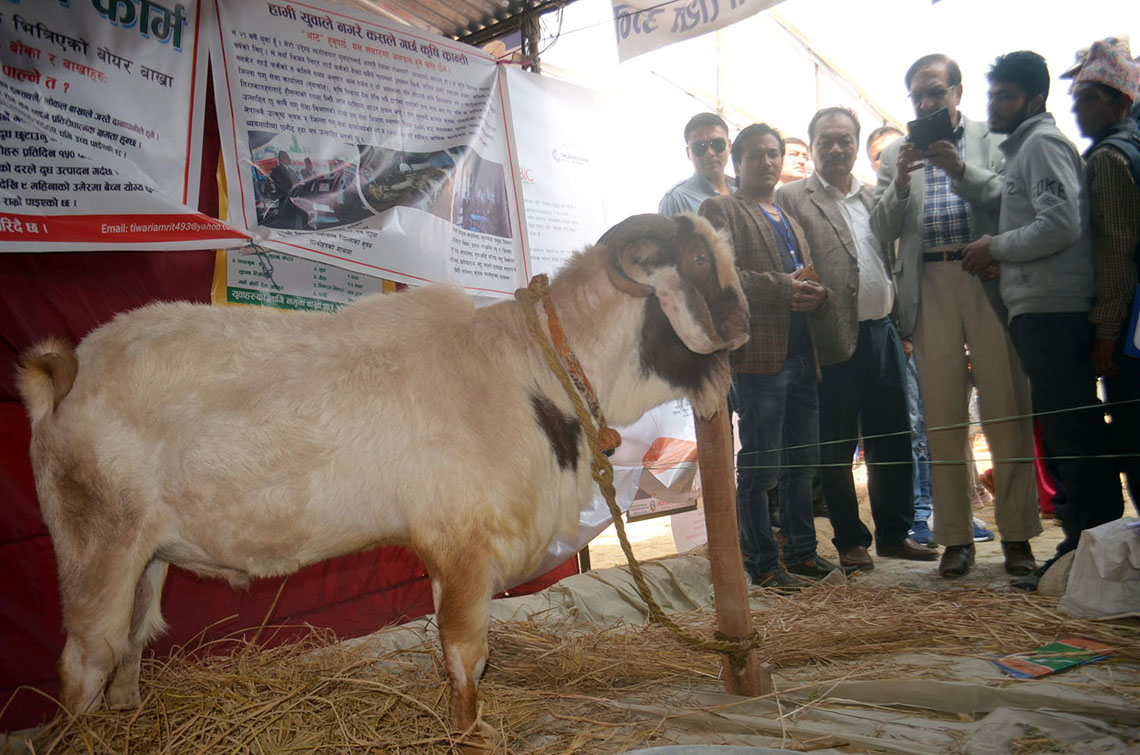 Male goat worth Rs 300,000 showcased at Nuwakot Mahotsav