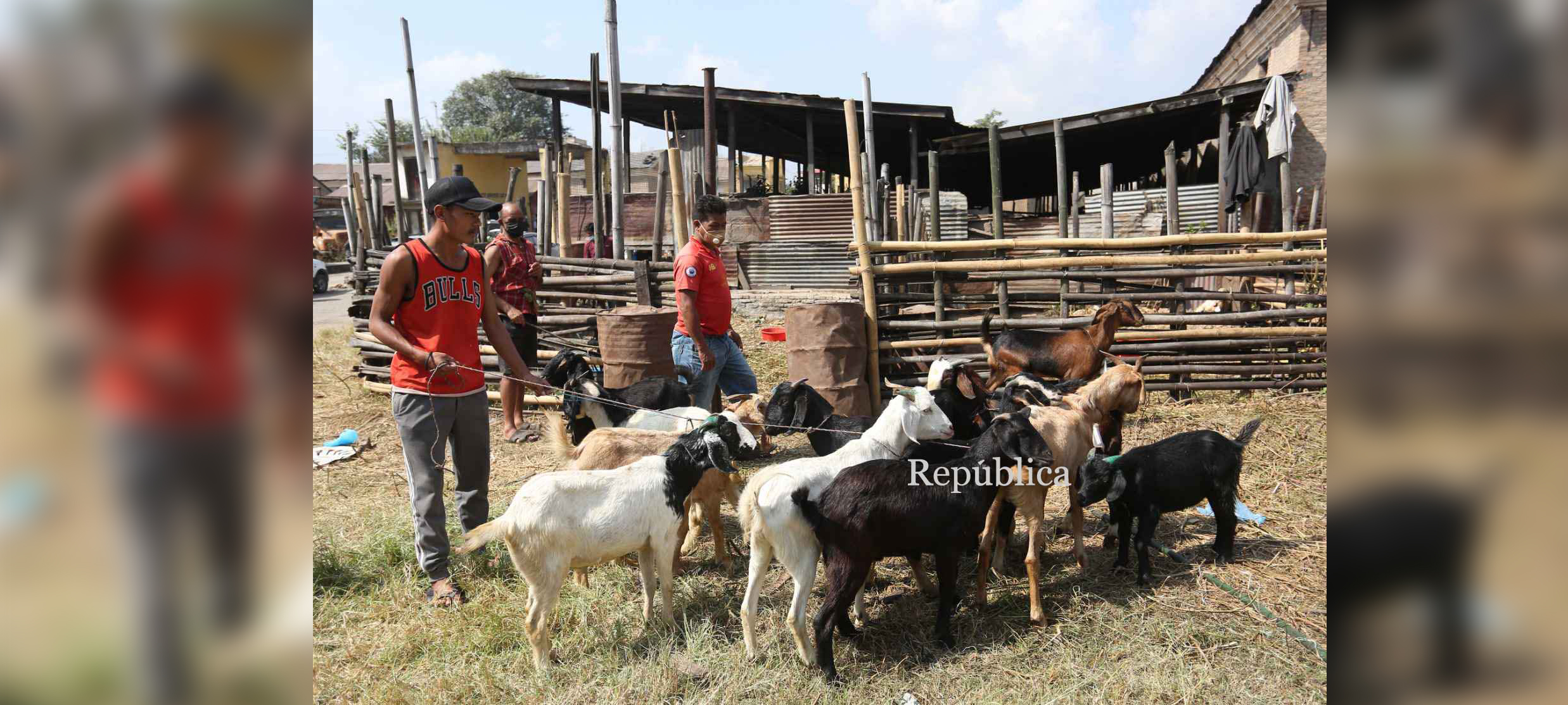 Govt body starts color-coding on livestock for health checks to ensure safe consumption during Dashain
